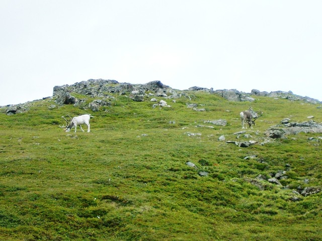 My first sighting of reindeer. At this point I was cycling from Honningsvg, where I left the boat, ...