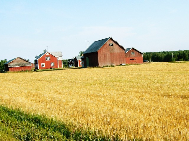 A typical Northern Swedish farm.
