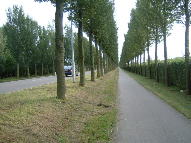 An avenue of trees near Elst.