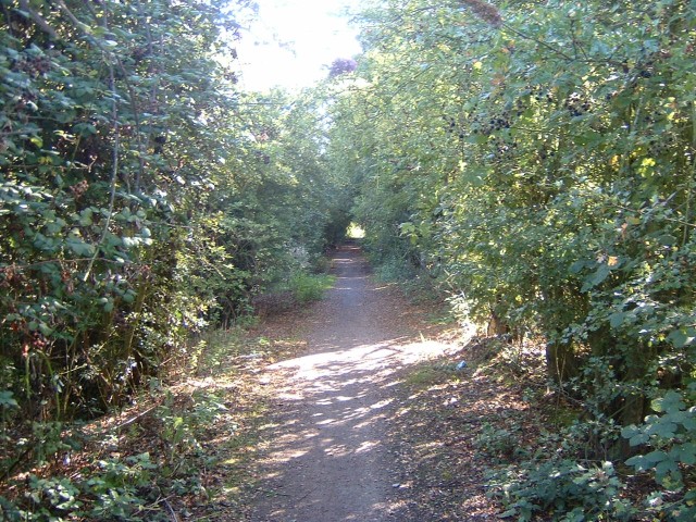A pleasant shady cycle route in Kent. At the start of 20 days of almost uninterrupted sunshine, the ...