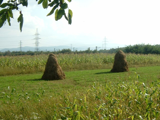 These haystacks are a common sight throughout Romania. There's a picture of one on the cover of my g...