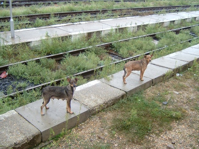 More dogs. These ones chased the train when it moved off but it's rather less worrying to have that ...