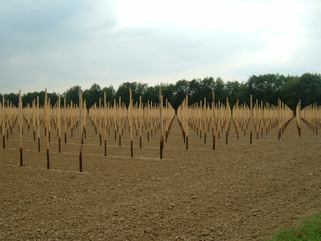 A field of poles near Rheinbach. I think something is going to be trained up them. Possibly grapes. ...