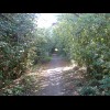 A pleasant shady cycle route in Kent. At the start of 20 days of almost uninterrupted sunshine, the ...
