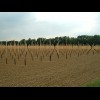 A field of poles near Rheinbach. I think something is going to be trained up them. Possibly grapes. ...