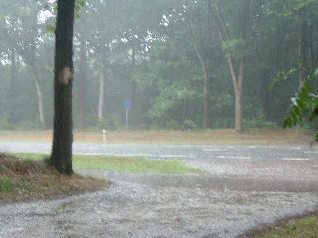 Rain in the woods near Garderen.