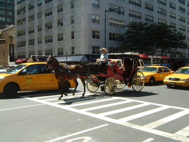 I didn't expect a horse. These roads which do have reasonable amounts of traffic are a bit confusing...