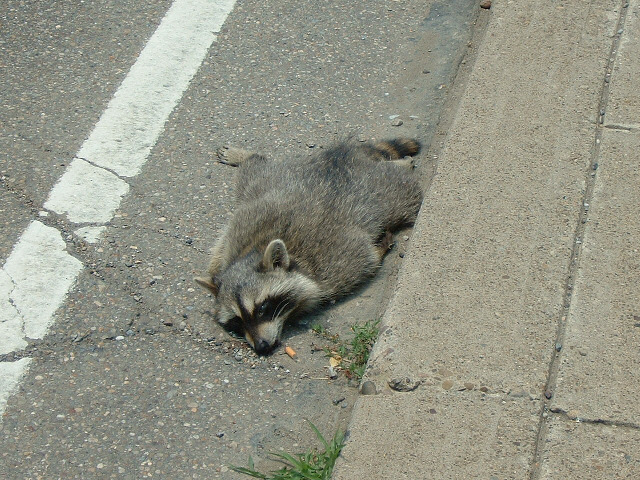 Is this a raccoon? It's not one of those groundhogs I've been seeing. Also, was it smoking when it d...