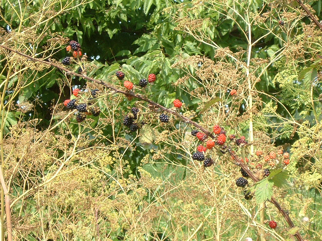 I wouldn't expect to see blackberries in July. I was about to eat a couple but remembered some of th...