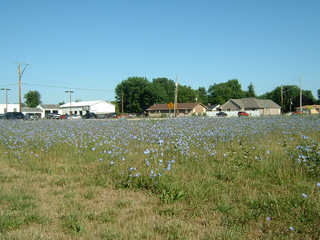 Flowers. You may have noticed that I'm not in Indianapolis. A combination of the Internet and the Ye...