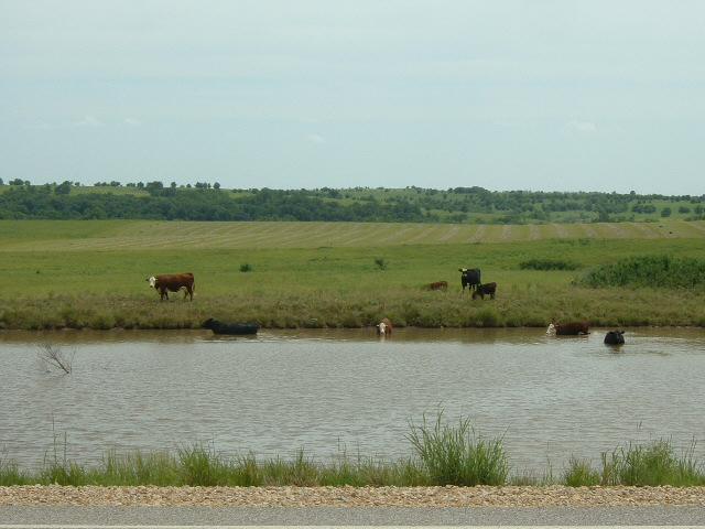 A lot of the cows seem to enjoy standing in lakes.