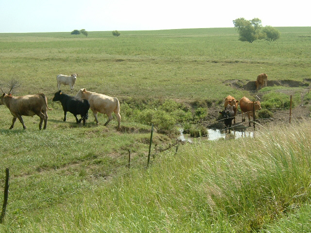 These cows were in the stream but didn't seem to want to be photographed there. I was a bit puzzled ...