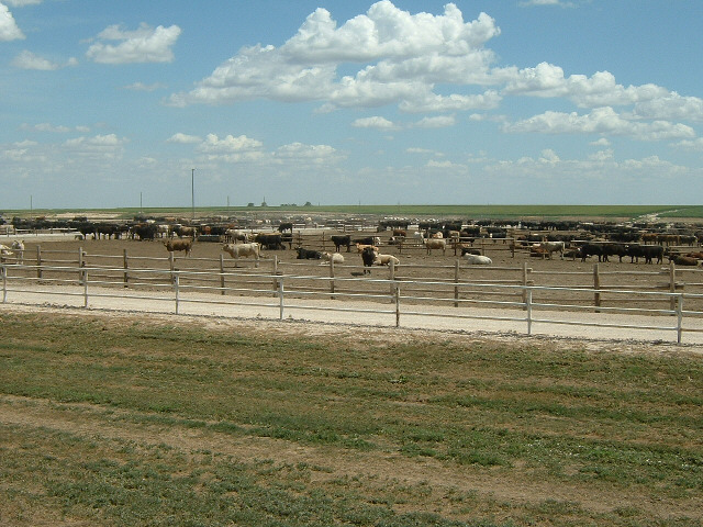 Ah yes, there's the beef. I wonder why these cows aren't allowed out onto the plains. Perhaps the on...