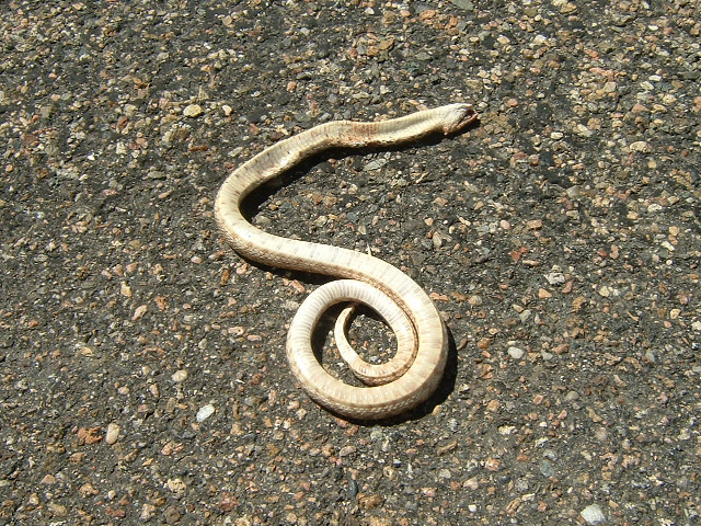 Snake! I think it's dead though. I did see one in Pennsylvania but didn't stop to photograph it. The...