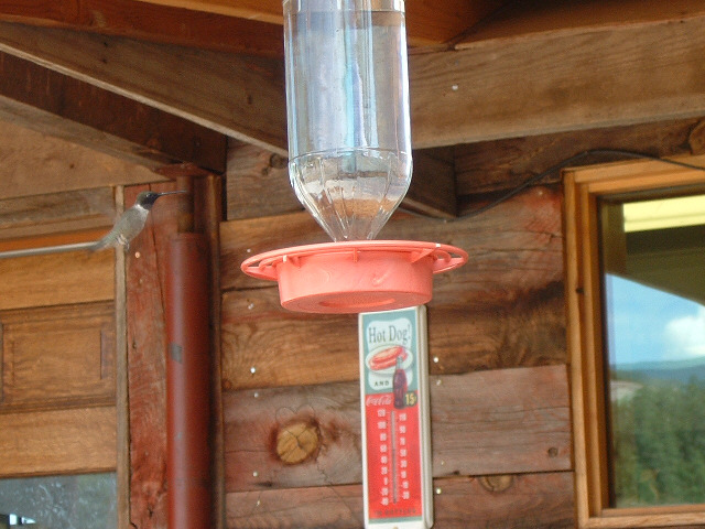 A hummingbird, hovering while it decides whether to land on the watering device.