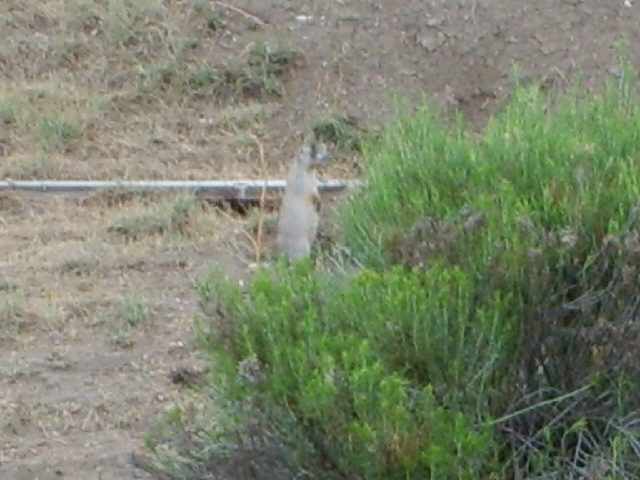 I think this might be a meerkat. There were a few of them standing there but most disappeared down h...