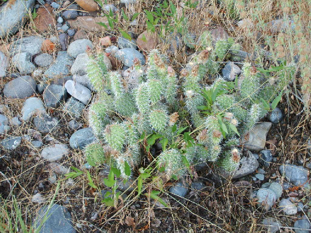 This is the first wild cactus I've seen.