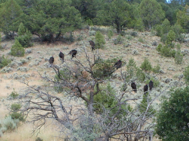 Vultures. Is that a worrying sign?