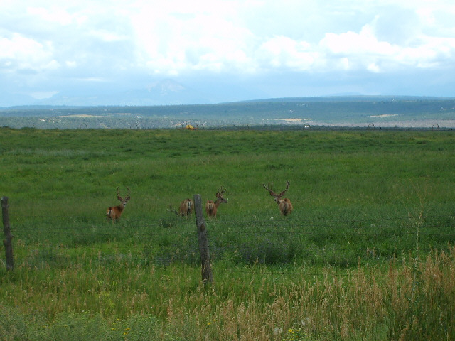 These deer watched me for a while, then took a few paces away and watched me again.