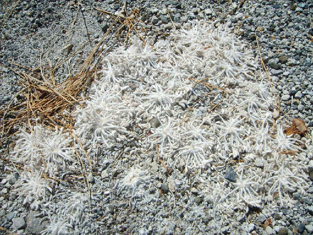 The ground here is made of some kind of volcanic ash. I don't know what these plants are which are g...
