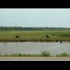 A lot of the cows seem to enjoy standing in lakes.