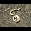 Snake! I think it's dead though. I did see one in Pennsylvania but didn't stop to photograph it. The...