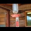 A hummingbird, hovering while it decides whether to land on the watering device.