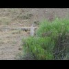 I think this might be a meerkat. There were a few of them standing there but most disappeared down h...