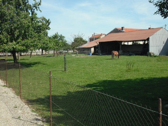 A little horse in one of the little villages along the Marne valley. There are some sheep under the ...