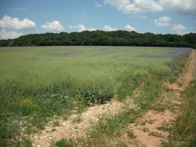 More flowers. It might just be me but I think the scenery is starting to look a little bit alpine. T...