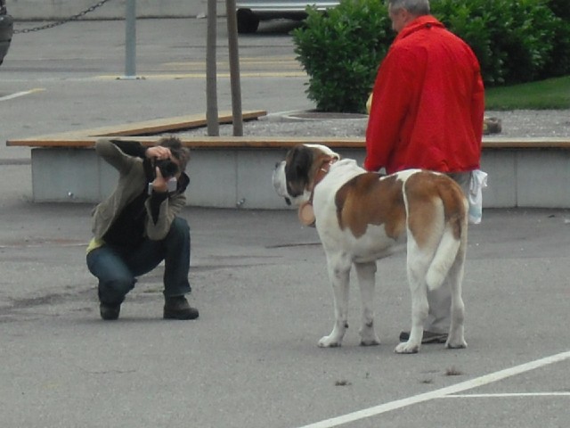 A St. Bernard, having its photograph taken.