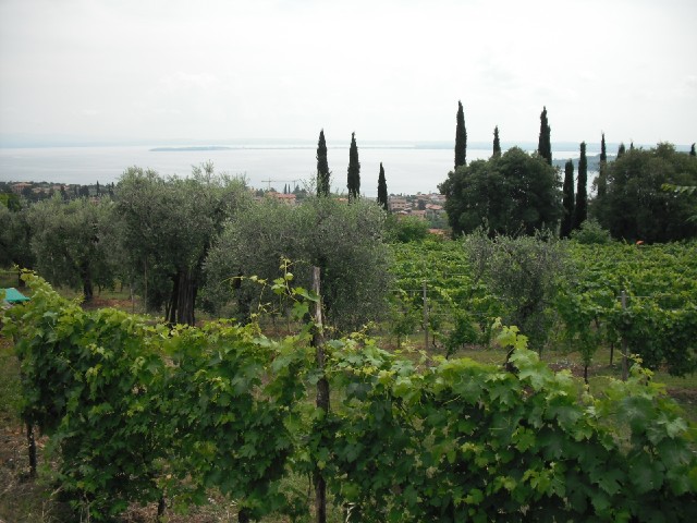 A view over Lake Garda from the near Padenghe castle, with some grapes growing in the foreground.