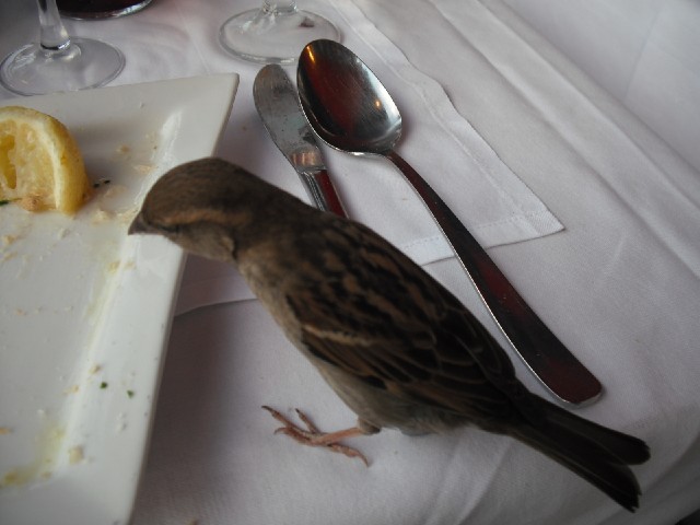 I did have to fight this chap for the food though.