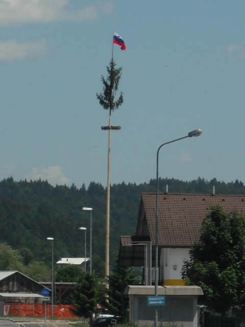 The Slovenian flag. Trees like this are common in Germany but this is the first one I've seen on thi...