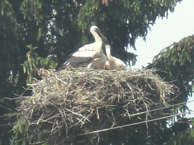 I only saw one empty nest yesterday but today, storks are commonplace. Most of the nests have chicks...
