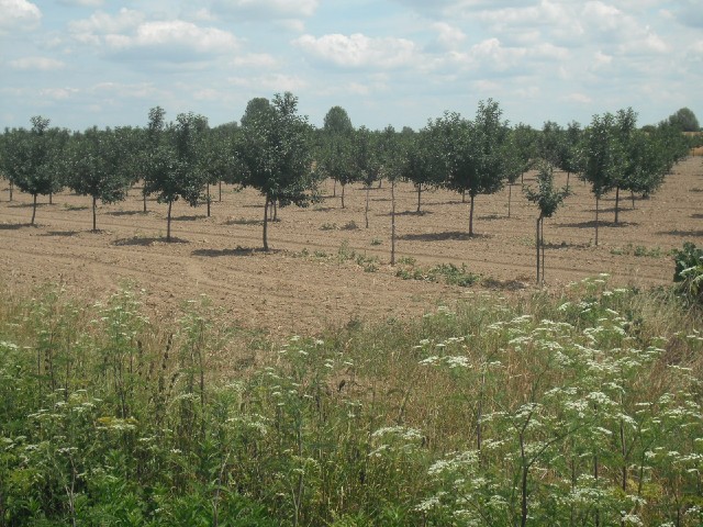 Just an orchard. Today's scenery isn't all that interesting.