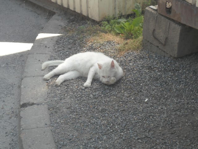 A drowsy cat at the Croatian checkpoint. I don't know if it's because of the weather but all animals...