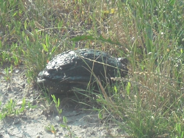 I passed a couple of turtles. This one put on a surprising burst of speed when it heard me coming. O...