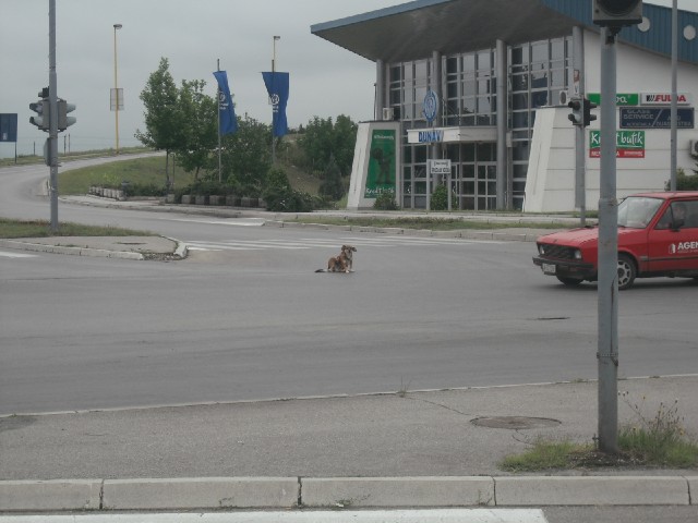 The Foreign Office website warned that rabies is common in Serbia. I have passed a lot of dogs today...