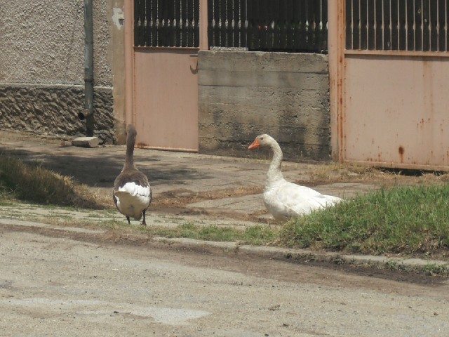 Geese in the village of Vakarel. Before the motorway was built, the road which I am using today woul...