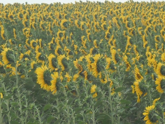 I passed a lot of fields of sunflowers today.
