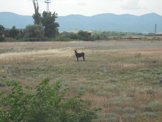 Donkey donkey donkey donkey donkey!<br><br>This one watched me while I checked my spokes, something ...