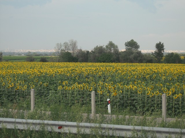 More sunflowers, with a view of Edirne in Turkey in the distance. I had wanted to stay there tonight...