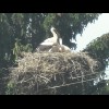 I only saw one empty nest yesterday but today, storks are commonplace. Most of the nests have chicks...