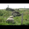 Some sheep at Cap Gris-Nez.