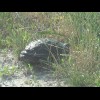 I passed a couple of turtles. This one put on a surprising burst of speed when it heard me coming. O...