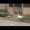 Geese in the village of Vakarel. Before the motorway was built, the road which I am using today woul...