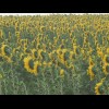 I passed a lot of fields of sunflowers today.