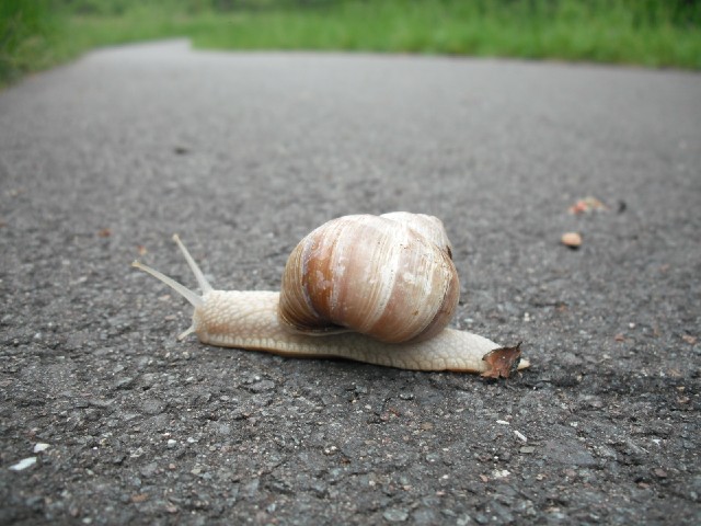 There have been a lot of slugs and a few snails on my part of the road today. I haven't noticed so m...