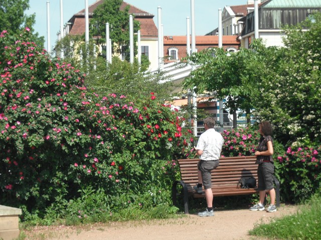 The cycle route to the Old City passed through this little garden.